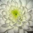 Blume. © dieraecherin/morguefile.com