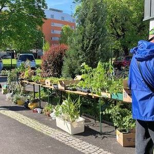 Pflanzerlmarkt 2025