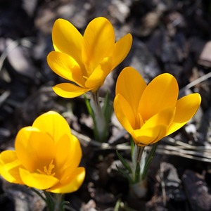 Krokus Winterende