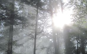 Licht durchflutet den Wald. © Maria Grill