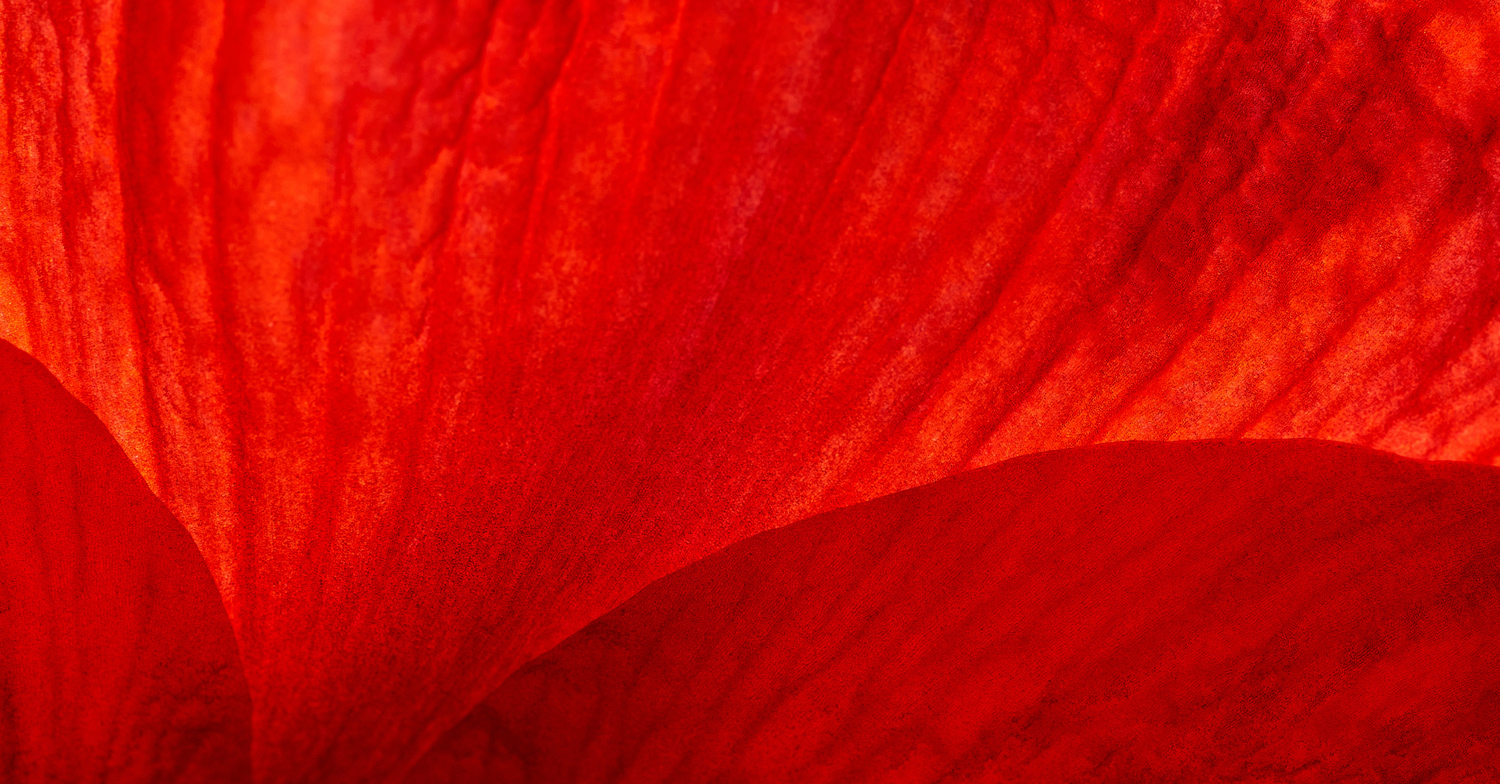 SOIRÉE EN ROUGE