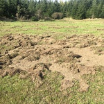 Wildschweine am Werk