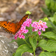 Schmetterling. © anitapeppers/morguefile.com