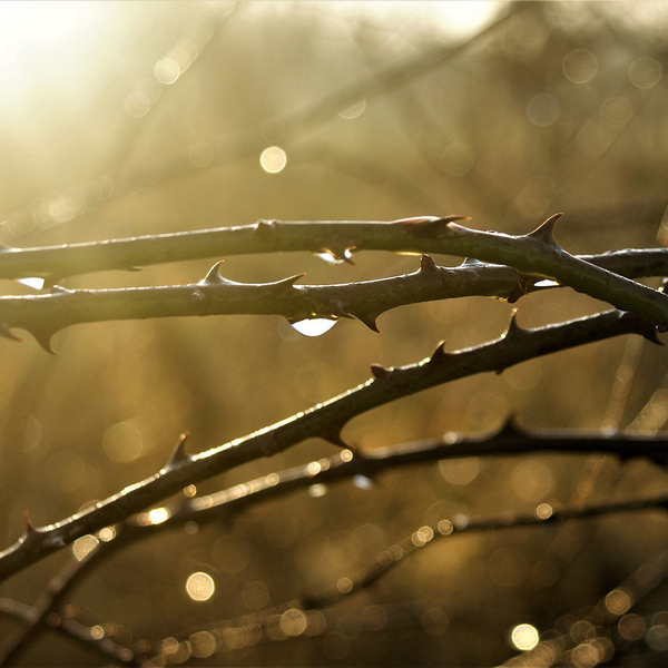 Dornenwald / © FotoRieth/pixabay.com/Pixabay License Dornenwald